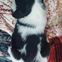 English Springer Spaniel Puppies Ready Now from Southern Haven in Lynchburg, va