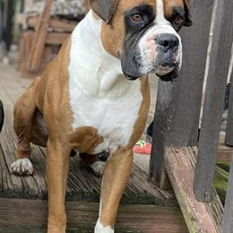 Boxer Stud Available in Raleigh, nc