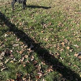 Cane Corso Puppies Ready for Adoption in Benton Harbor, mi