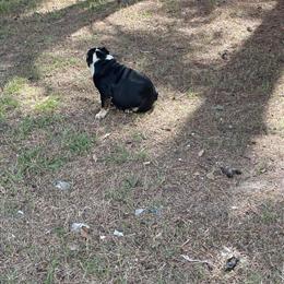 Mini English Bulldog - Friendly Female Available in Raeford, nc
