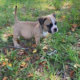American Bully Open for Stud in Raeford, nc