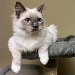 Ragdoll Kittens for Adoption - Two Bonded Girls in Minneapolis, mn