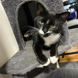 Neutered Male Cat Looking for a Good Home in Chicago, il