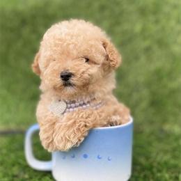 Teacup and Toy Poodles, Maltese, Pomeranians, and Yorkies Available Near You in Miami, fl
