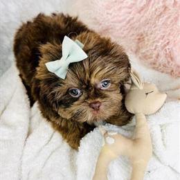 Shih Tzu Puppies with Hand Delivery and Financing Available in Miami, fl
