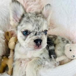 French Bulldog with Hand Delivery and Financing Options in Miami, fl