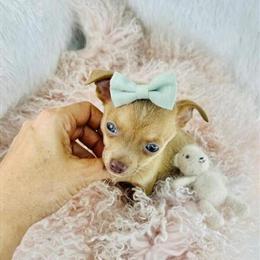 Chihuahua and other small breed puppies available in Miami, fl