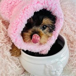 Yorkshire Terrier and Other Small Breed Puppies Available in Miami, fl