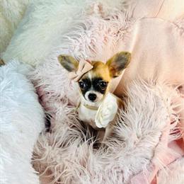 Chihuahua Puppy Ready for Adoption in Miami, fl
