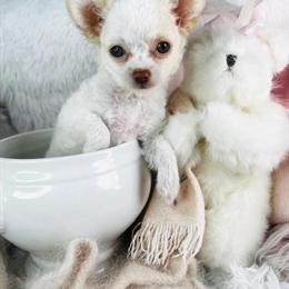 Teacup White Chihuahuas Available Now in Miami, fl