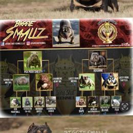 American Bully Studs Available in Indianapolis, in