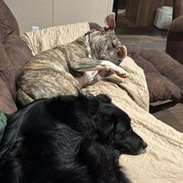 Purebred Australian Shepherd Available for Adoption in Waynesville, nc