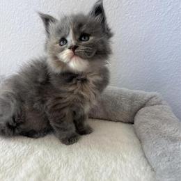 Maine Coon Kittens Available in Houston, TX in Houston, tx