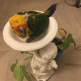 Sun Conure Babies for Sale in Antioch, tn