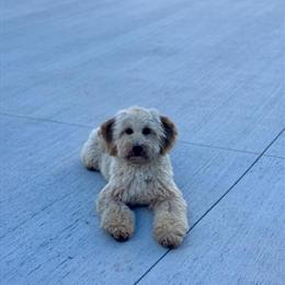 Mini Goldendoodle Stud Available in Hesperia, mi