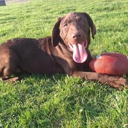 AKC Chocolate Labrador Retrievers Available in Waldron, mi