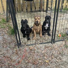 American Bully Male for Sale or Trade in Tallahassee, fl