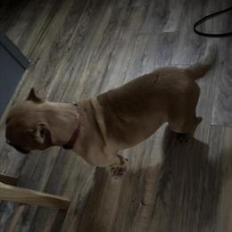 Female Bully Dog for Sale in Wadesboro, nc