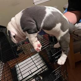 American Bully Male Puppy for Sale in Wadesboro, nc