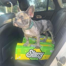 French Bulldog Available in Lithonia, ga