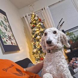 Female Standard Poodle, 2 Years Old in Lynchburg, va