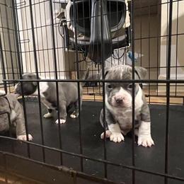 Micro Bully Puppies Available in Lithonia, ga