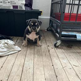 American Bully Female Black Tri ABKC Registered in Detroit, mi