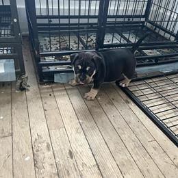 Pocket Bully Puppy Available in Detroit, mi