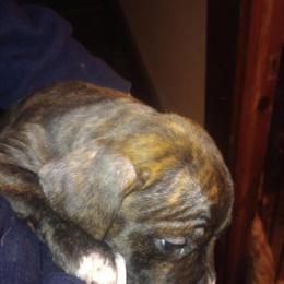Pitbull Puppies Available in Albion, mi