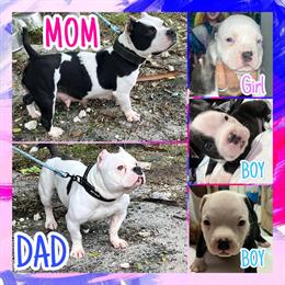 Pocket Bullies Puppies Available in Miami, fl