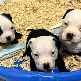 Pocket Bully Puppies Available in Miami, fl