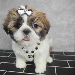 Female Shih Tzu Puppy Ready for Loving Home in Brooklyn, ny