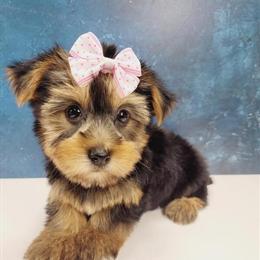 Yorkshire Terrier Puppies Available in New York-New Jersey in Brooklyn, ny