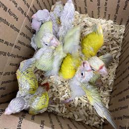 Conure Babies: Sun Cheeks and Moon Cheeks in Hialeah, fl