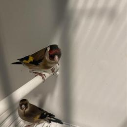 Goldfinch and Canaries for Rehoming in Chicago, il