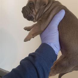 Cane Corso Puppies - 2 Males Available in Houston, tx