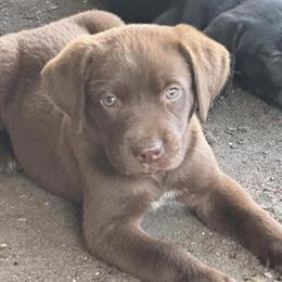 Labrador Puppies Looking for Forever Homes in Slidell, la