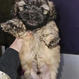 Shihpoo Puppies for Adoption - 10 Weeks Old in Edgerton, wi