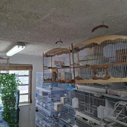 Singing Birds and Cages for Sale in Hialeah, fl