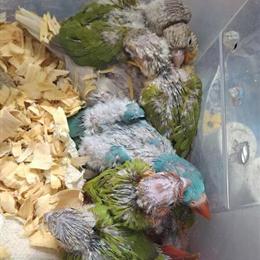 Parrots and Other Birds in Hialeah, fl