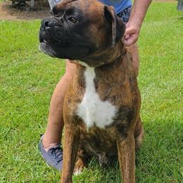 Boxer Stud Service - Big Bubba Leary Available in Washington, nc
