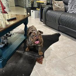 English Bulldog - 11 Months Old, Healthy and Great with Kids in Tampa, fl