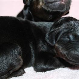 Doberman puppies ready for new homes on November 16 in Spring Hill, fl