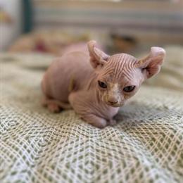 Sphynx Kittens Ready for Forever Homes in Daytona Beach, fl