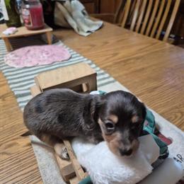 Dachshund Puppy - AKC Minature Dapple in Wakeman, oh
