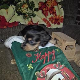 Minature Dachshund Puppies Ready for Forever Homes in Wakeman, oh