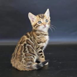 Purebred Bengal Kittens Available for Rehoming in Carlsbad, ca