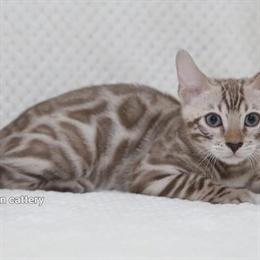 Purebred Blue Silver Bengal Kittens Available Now in Carlsbad, ca