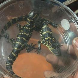 Baby Alligators for Sale in Detroit, mi