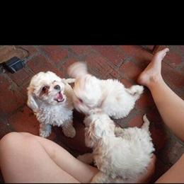 Cockapoo Puppies Ready for Forever Homes in Coldwater, mi